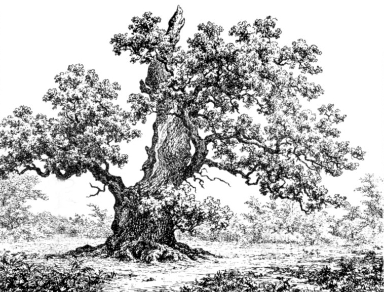 oregtolgyfa